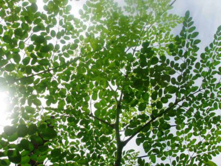 640x480xmoringa-jpg-pagespeed-ic-xr4oan5_iw