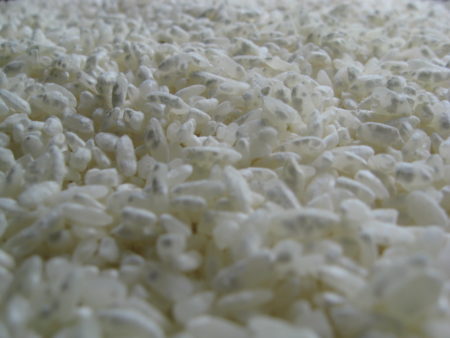 aspergillus_oryzae_%e9%ba%b9