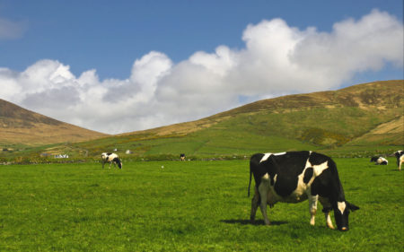 ireland_cows
