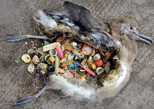 albatross-plastic-poison-oceans-pacific-gyre-dead-chicks