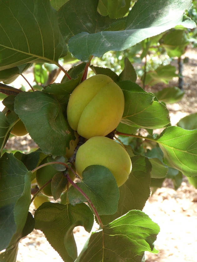 apricot-138874_1280
