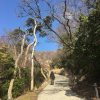 栞