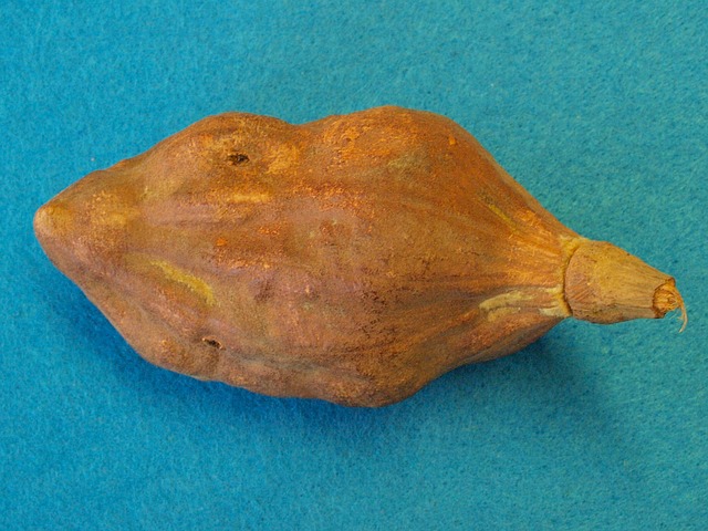baobab-dino-763053_640