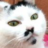 橋本佳子