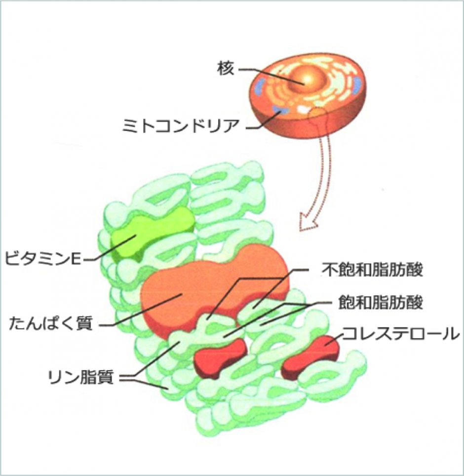 細胞膜構成
