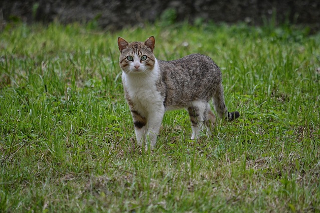 cat