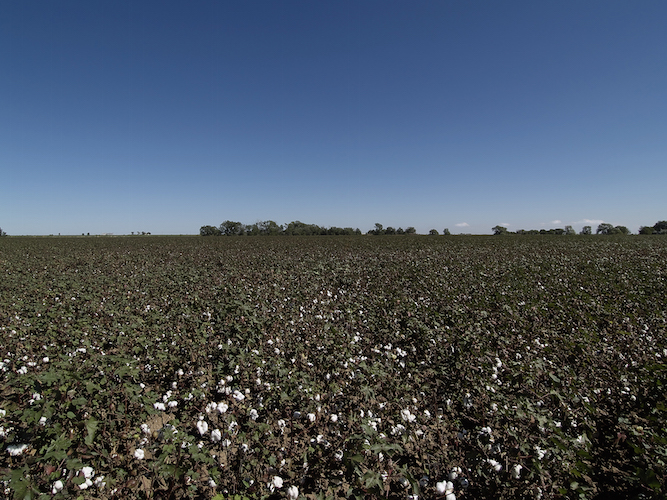 cotton-farm-image-no-pesticide