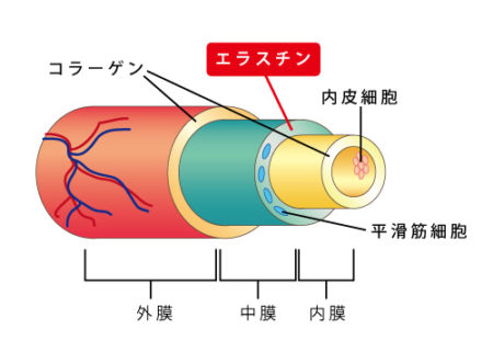 elastin_fig2
