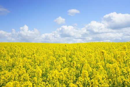 field-of-rapeseeds-474558__480