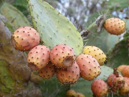 figs-949843_640