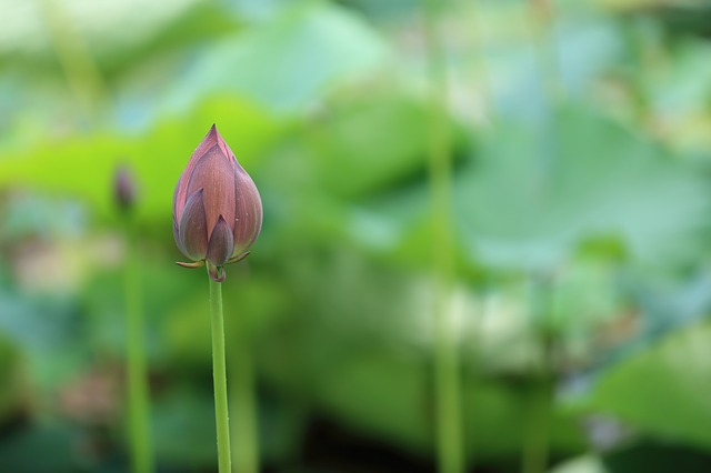flower-918857_640