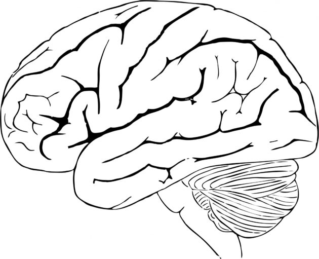 human-brain-1443447047y4R