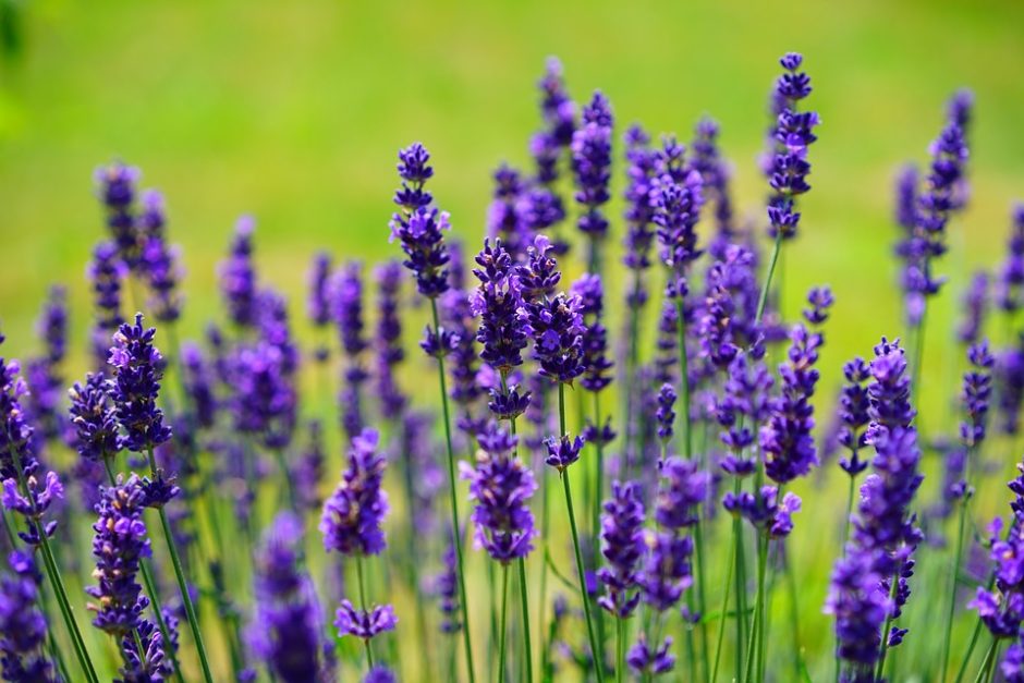 lavender-1117275_960_720