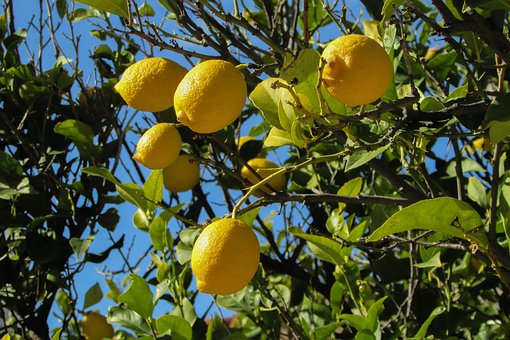 lemon-tree-1878505__340