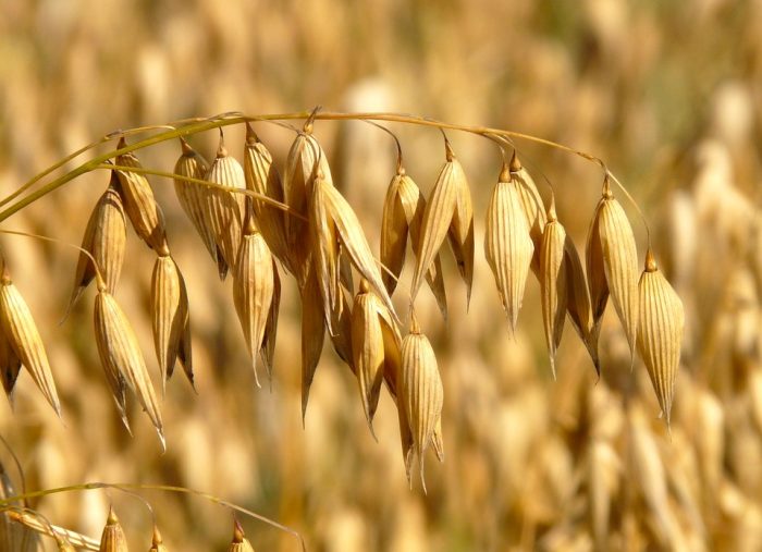 oats-8946_960_720