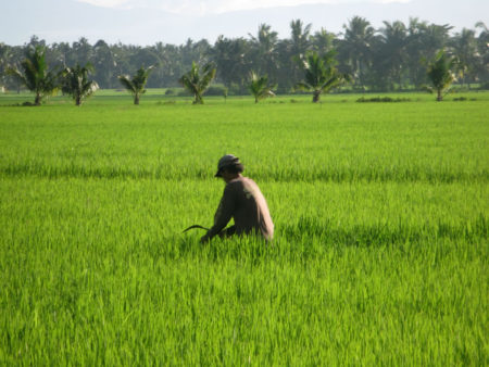 organic-ricefarm