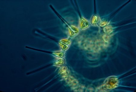 phytoplankton-1348508__340