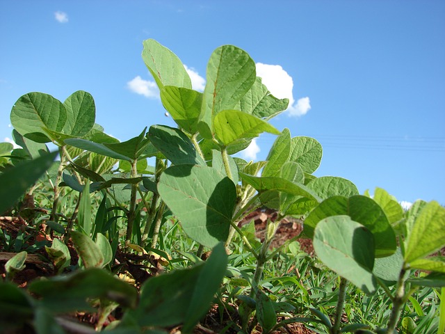 plantation-330240_640