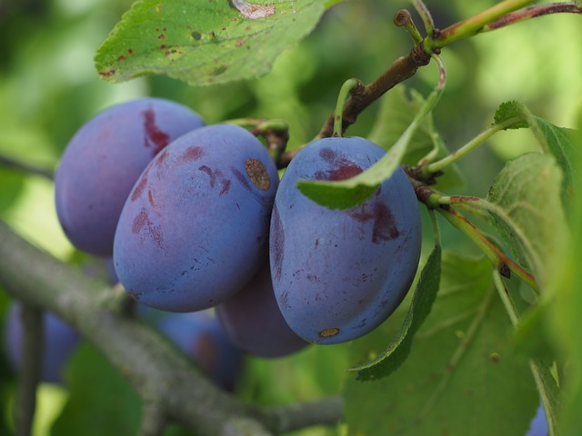 plums-693541_640