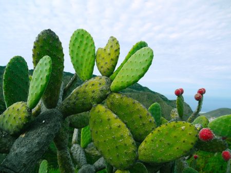 prickly-pear-1501307_640