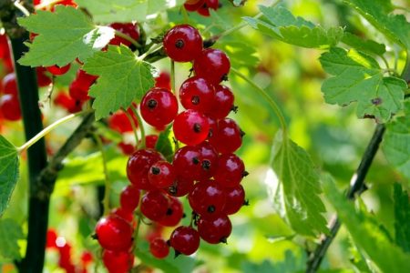 red-currant-1508506_640