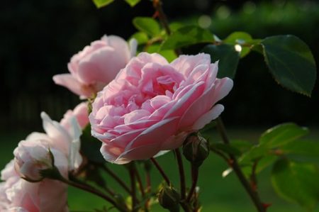 rose-1292480__340