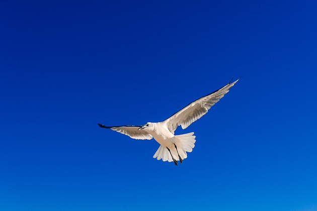 青い鳥はどこに?