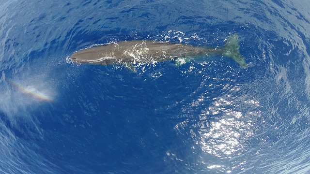 sperm-whale-1629484_640