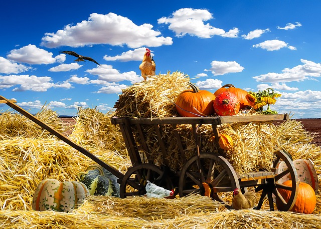 thanksgiving-1674774_640