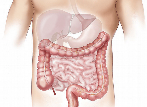 内臓大腸胃肝臓