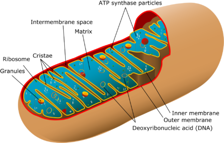 2000px-Animal_mitochondrion_diagram_en_(edit).svg