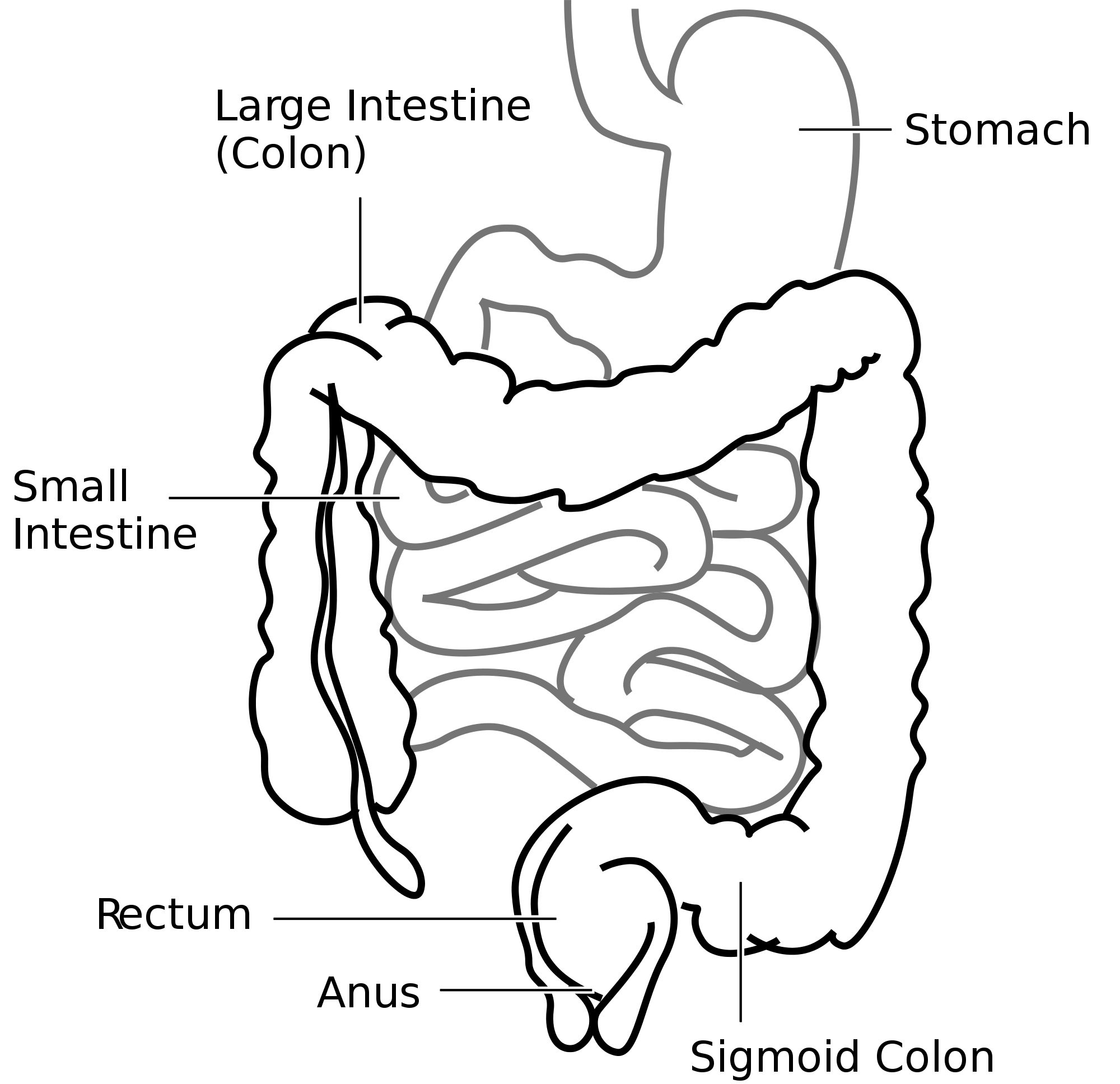 2000px-Intestine-diagram.svg