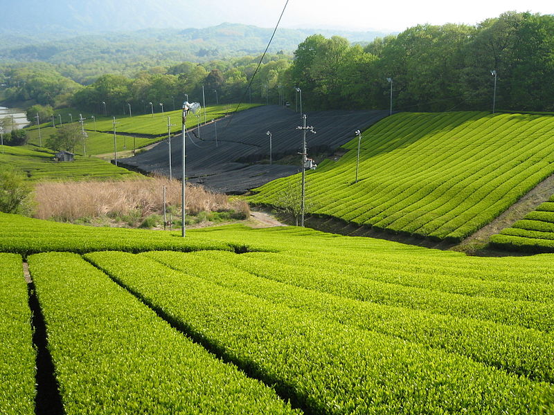 800px-Tea_Minami-yamashiro,_Kyoto_01