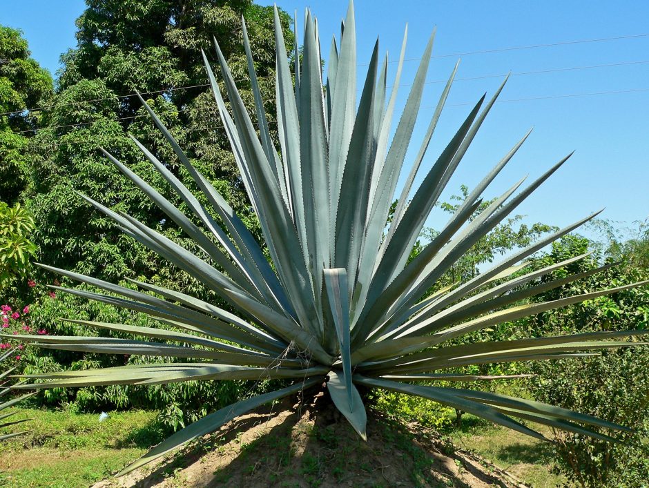 Agave_tequilana_2