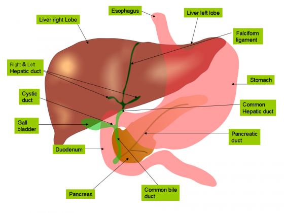 anatomy of liver and gall bladder