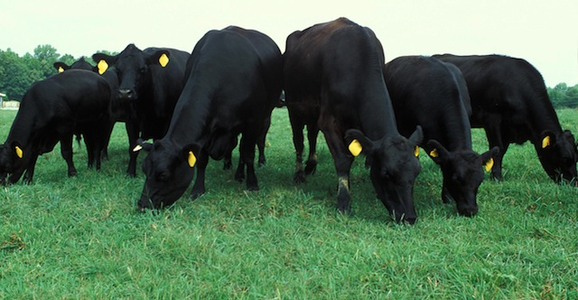 anguscattle