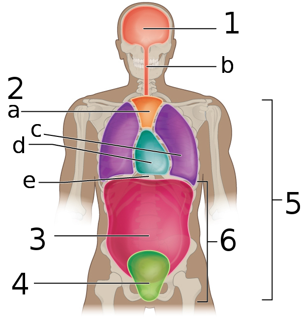 Body_Cavities_Frontal_view_labeled