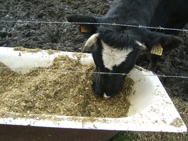 Cattle_eating_corn_silage_2