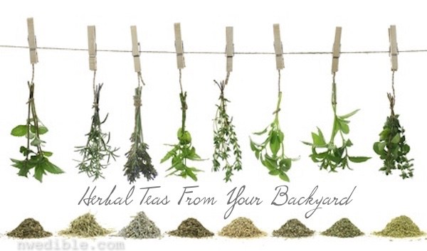 Herbal_Teas_Drying