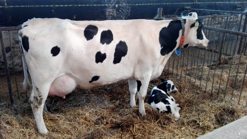 holstein cow with one day calf 01