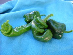 Peppers-1-300x225