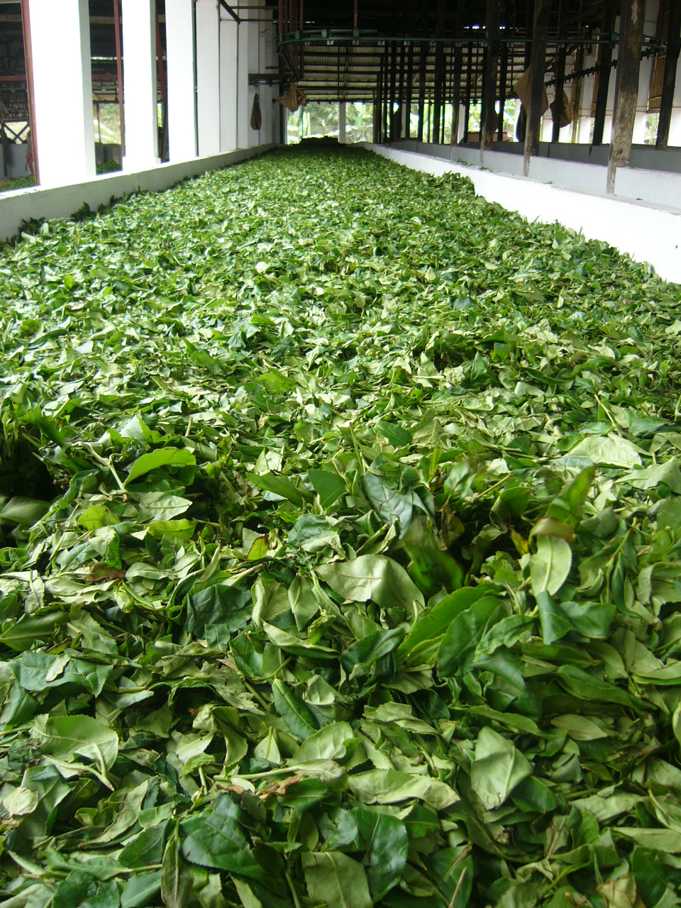 Tea_Factory_Srimongol_Sylhet_Bangladesh_4