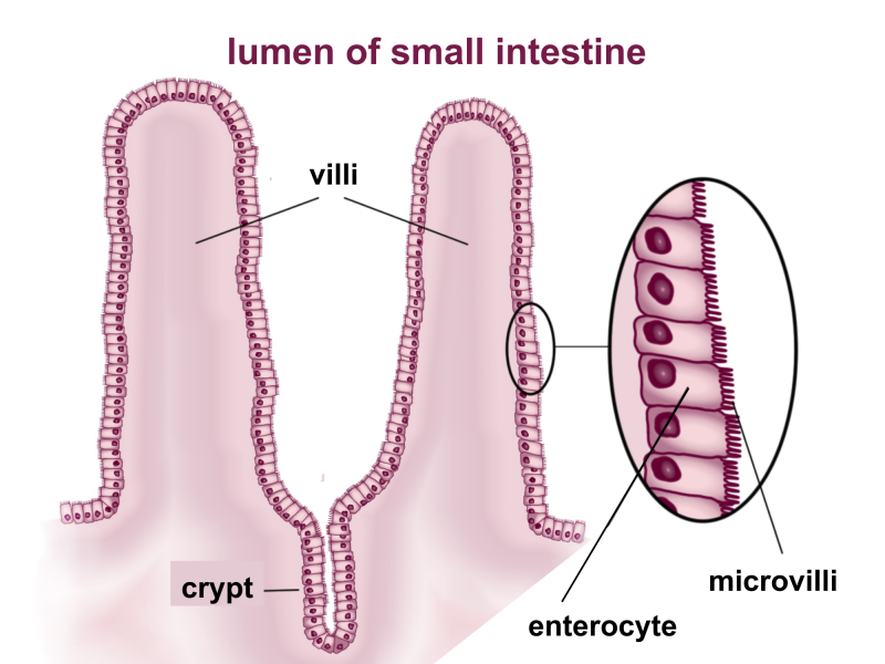 villi & microvilli of small intestine.svg
