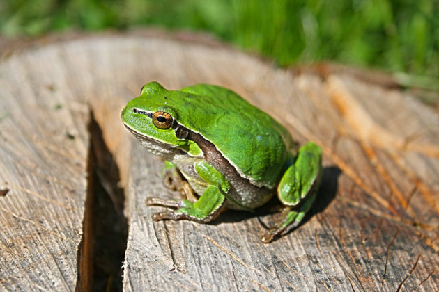 animal-green-frog