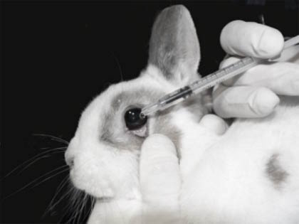 animal testing 4