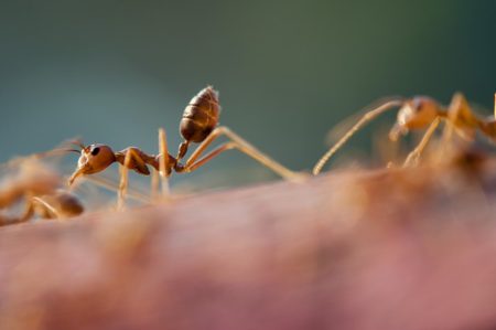 ants-1868024_640