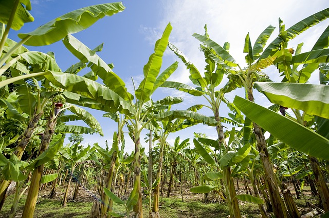 banana-plantation-2098723_640