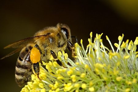bees-18192_640 (1)