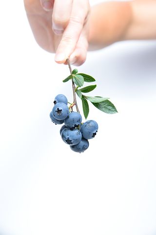 blueberry-539134__480