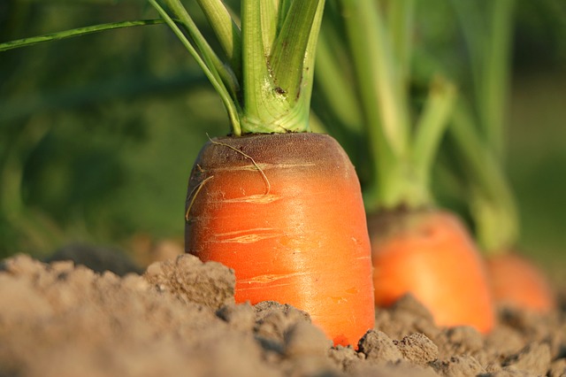 carrot-1565597_640
